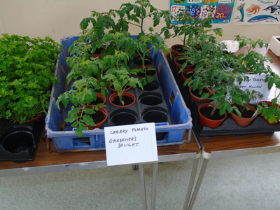 Stirling and Clacks Scottish Liberal Democrats Plant Sale