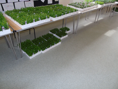 Stirling and Clacks Scottish Liberal Democrats Plant Sale