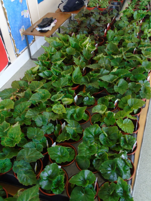 Stirling and Clacks Scottish Liberal Democrats Plant Sale
