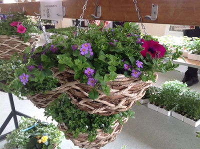 Hanging Baskets