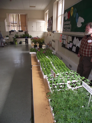 Plants ready for the Public